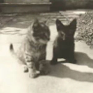 Meet your Posher, Saryno